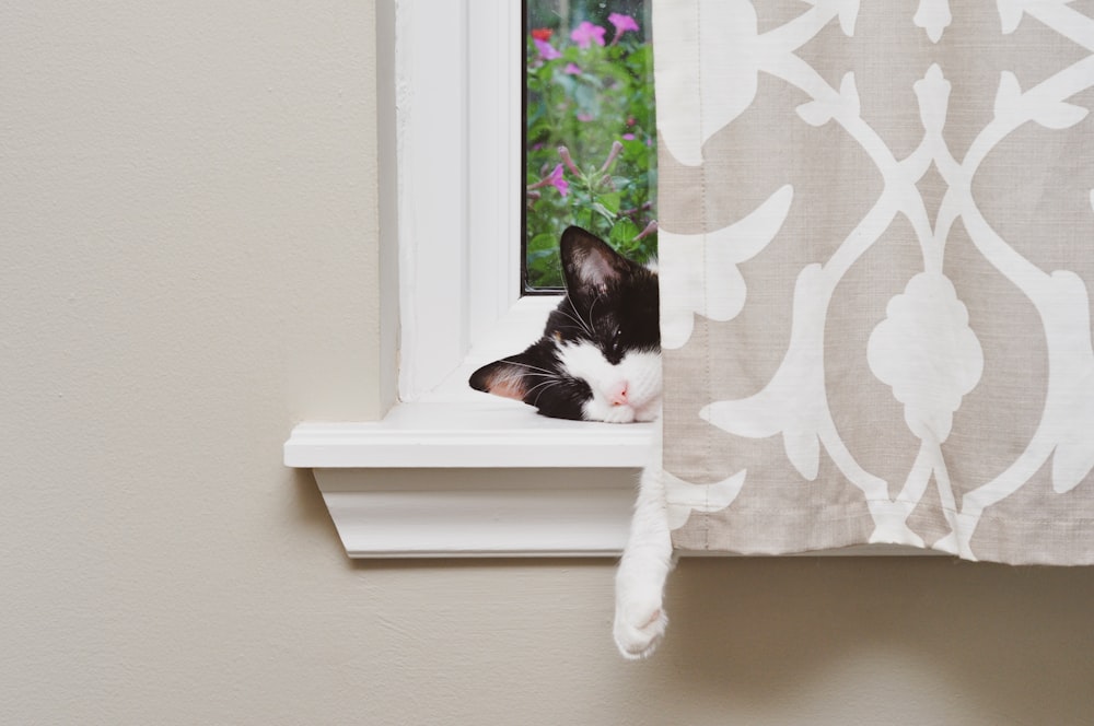 white and black cat on window