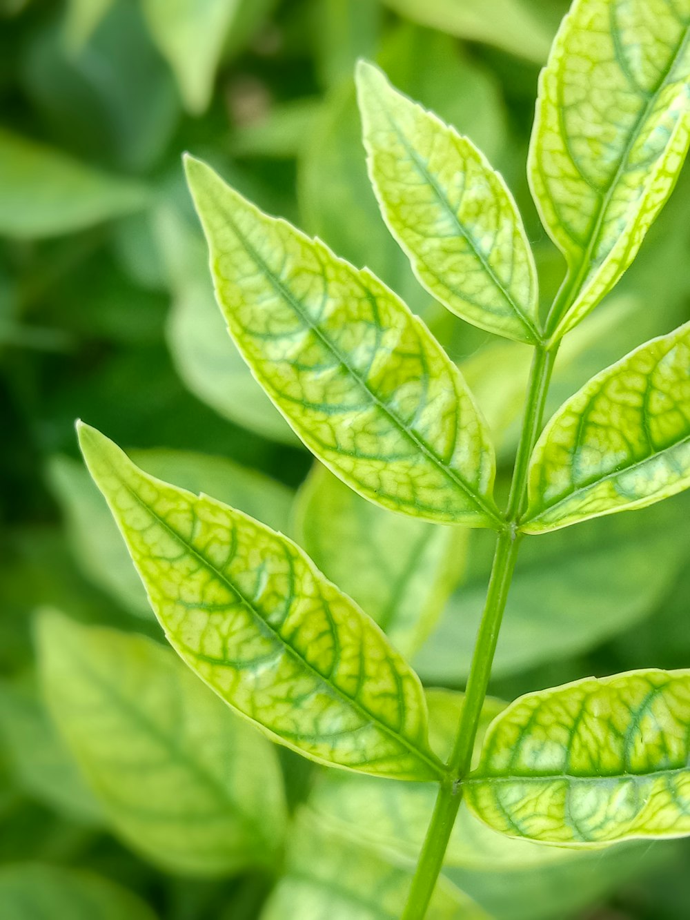 green leaves in macro lens