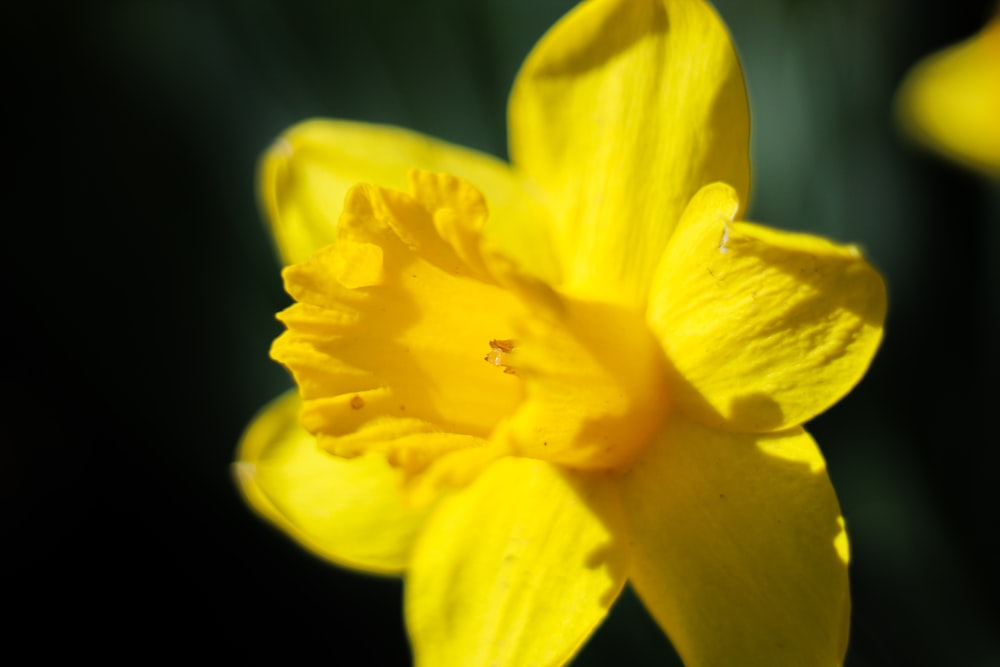 咲く黄色の水仙クローズアップ写真