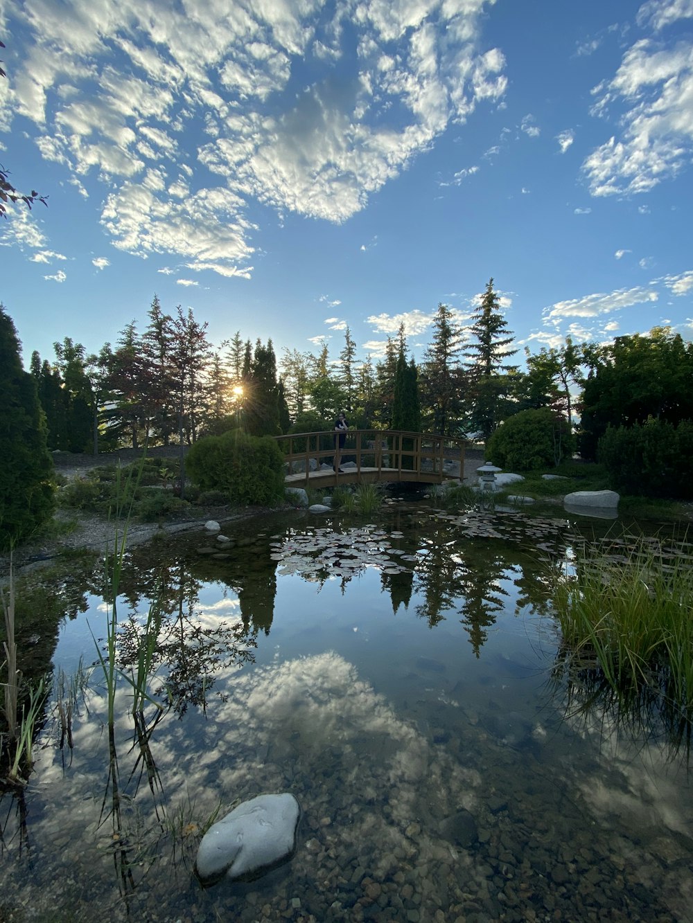 green trees near body of water under blue sky during daytime