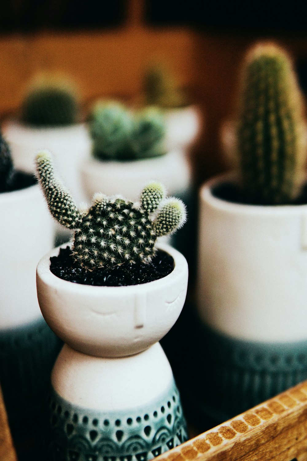 cactus verde in vaso di ceramica bianca