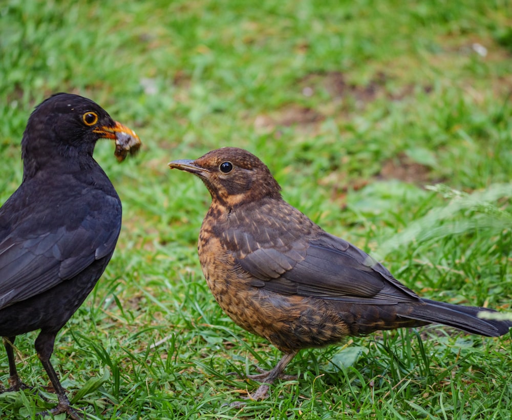 uccello nero e marrone su erba verde durante il giorno