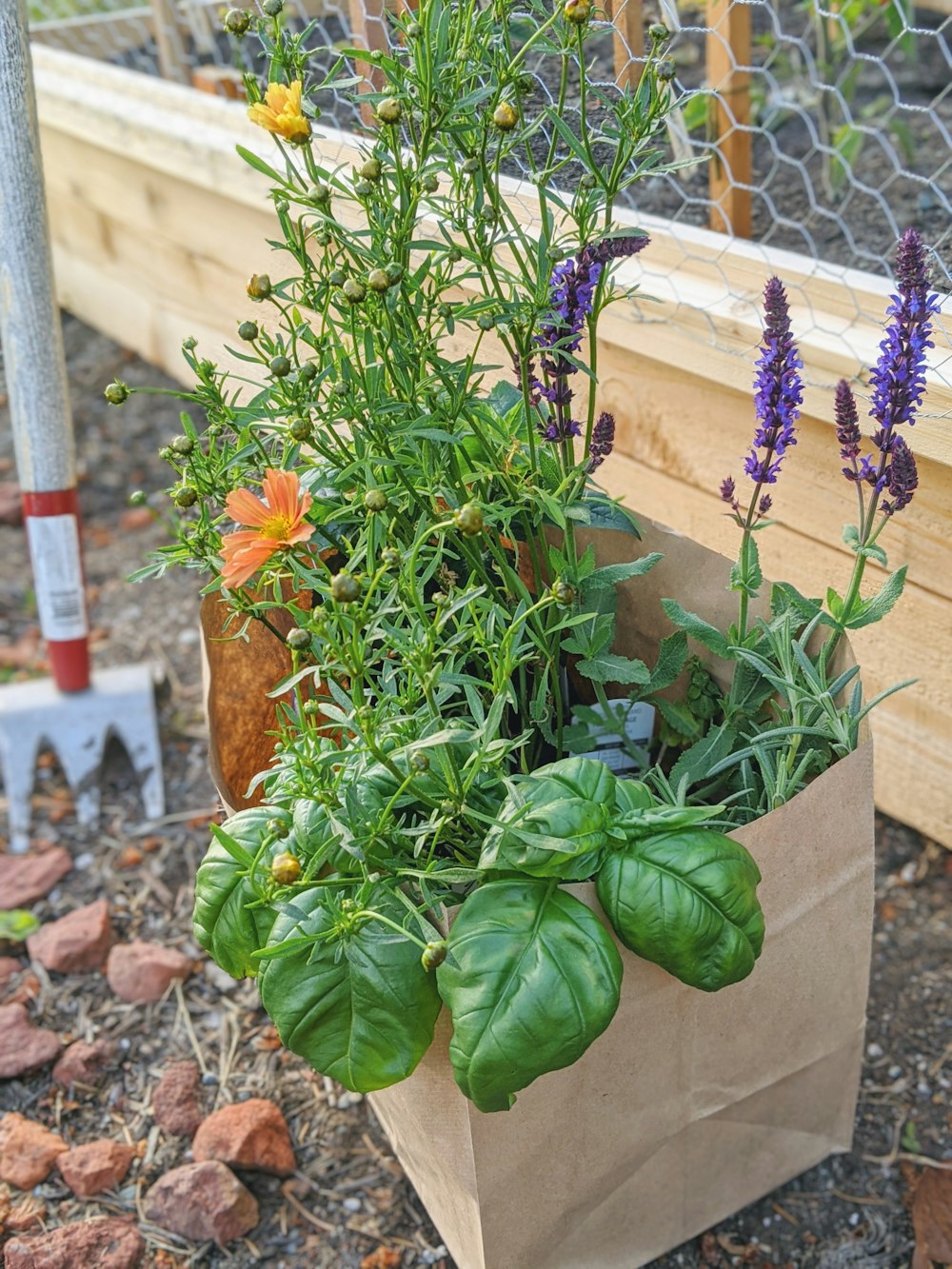 green and orange plant on brown clay pot