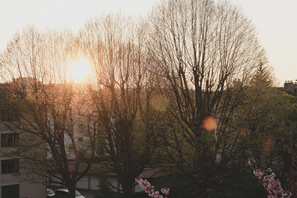 silhouette of trees during sunset