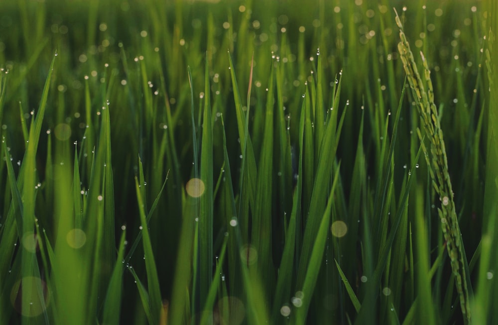 a field of green grass with drops of water on it