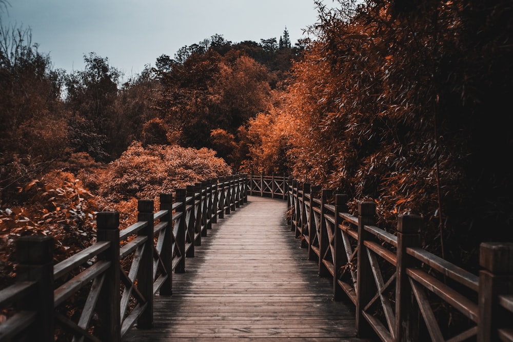 brown wooden bridge between trees during daytime