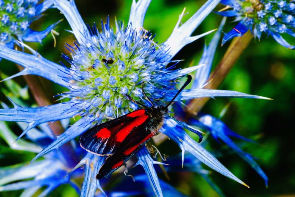 red and black butterfly on green plant