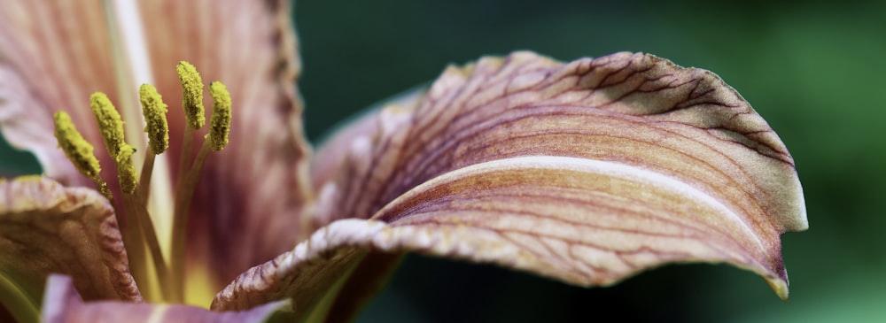 brown and yellow flower in macro lens photography