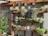 A vertical garden with wooden shelves holding a variety of plants and flowers. The plants appear lush and healthy, with some displaying small blossoms. Sunlight is casting shadows, enhancing the greenery. There are string lights hanging above the garden, adding a decorative touch.