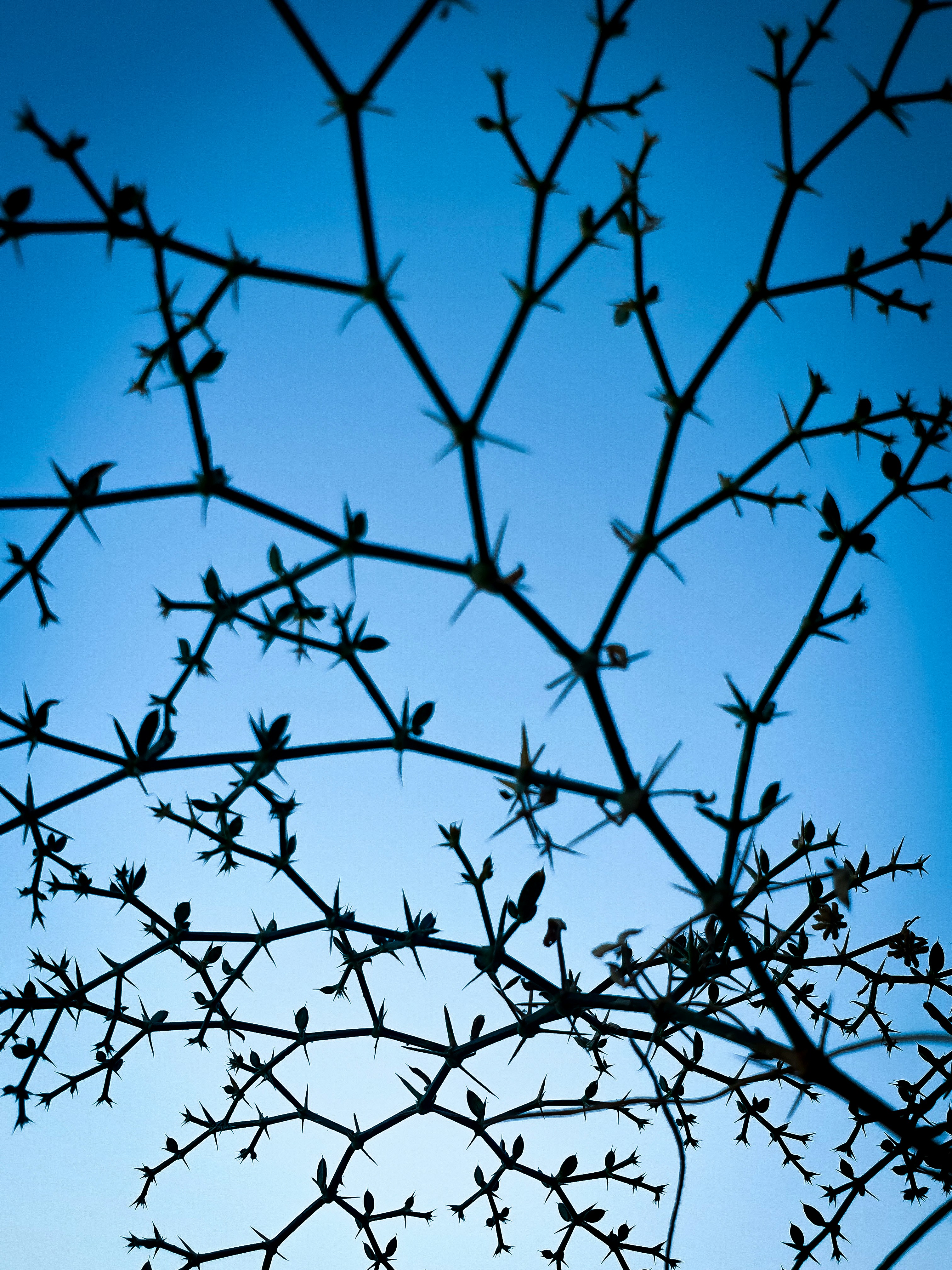 Photo by umeralis321