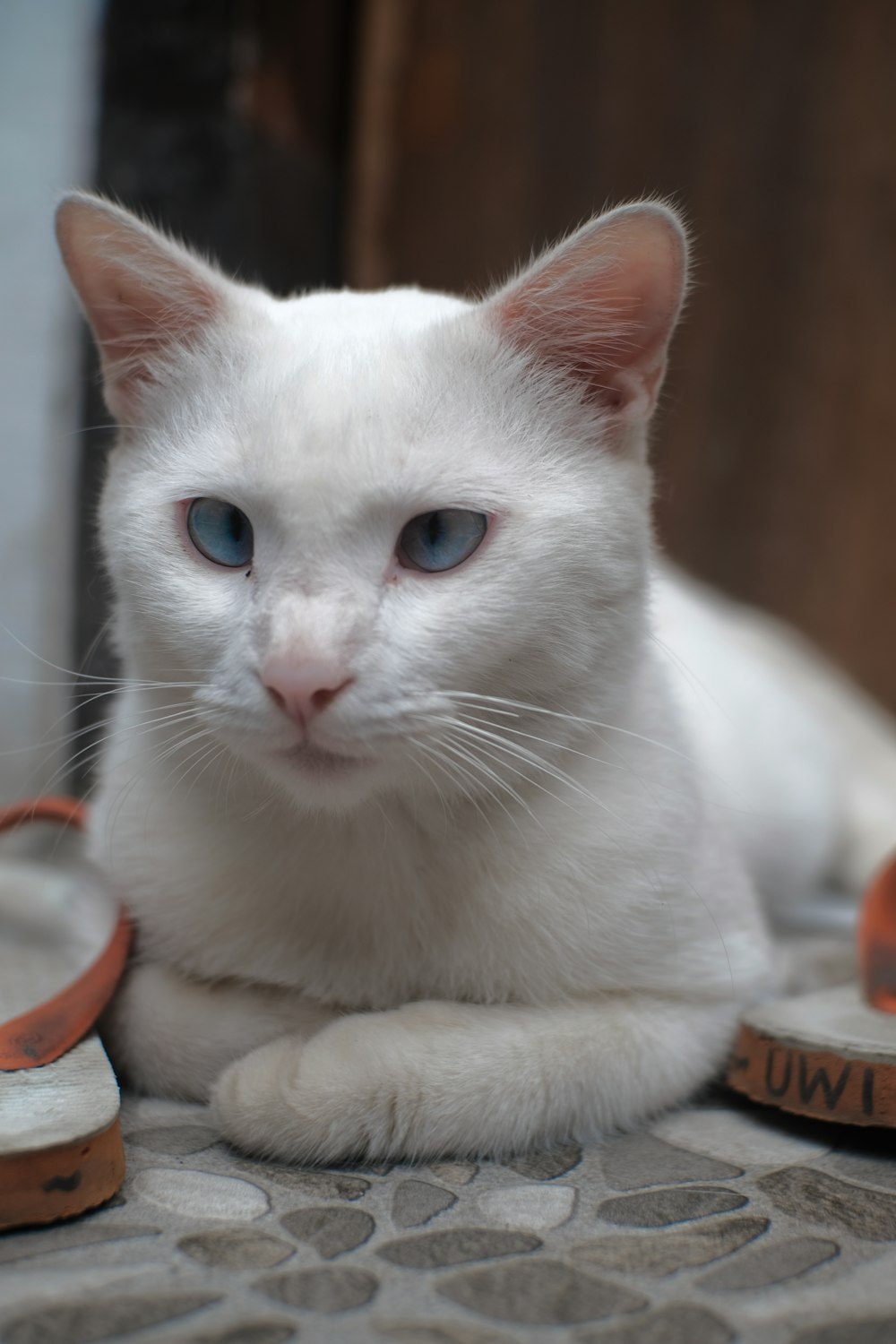 gato blanco sobre mesa de madera marrón