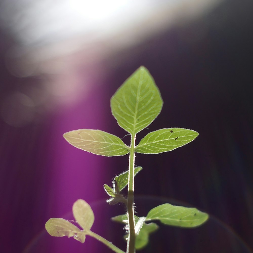 purple and green leaf plant