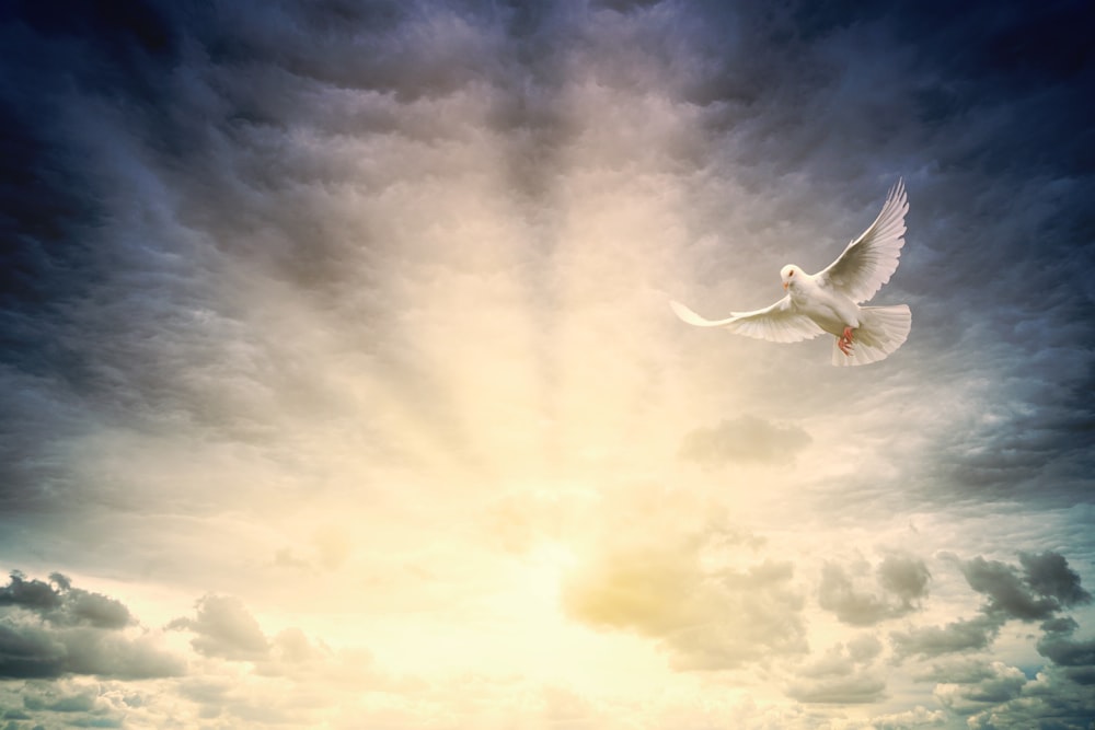 oiseau blanc volant sous un ciel nuageux pendant la journée