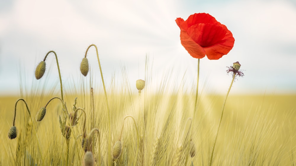 red poppy in bloom during daytime