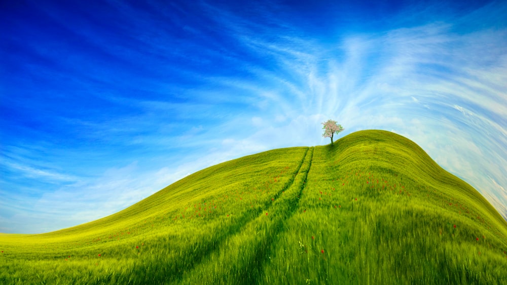 green grass field under blue sky during daytime