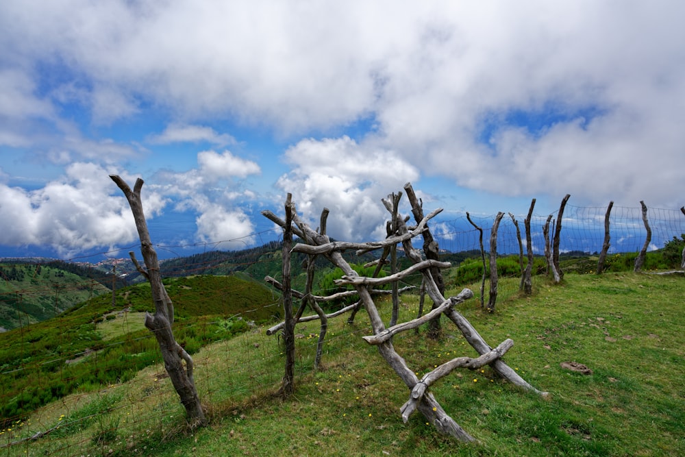 brown tree branch on green grass field under white clouds and blue sky during daytime