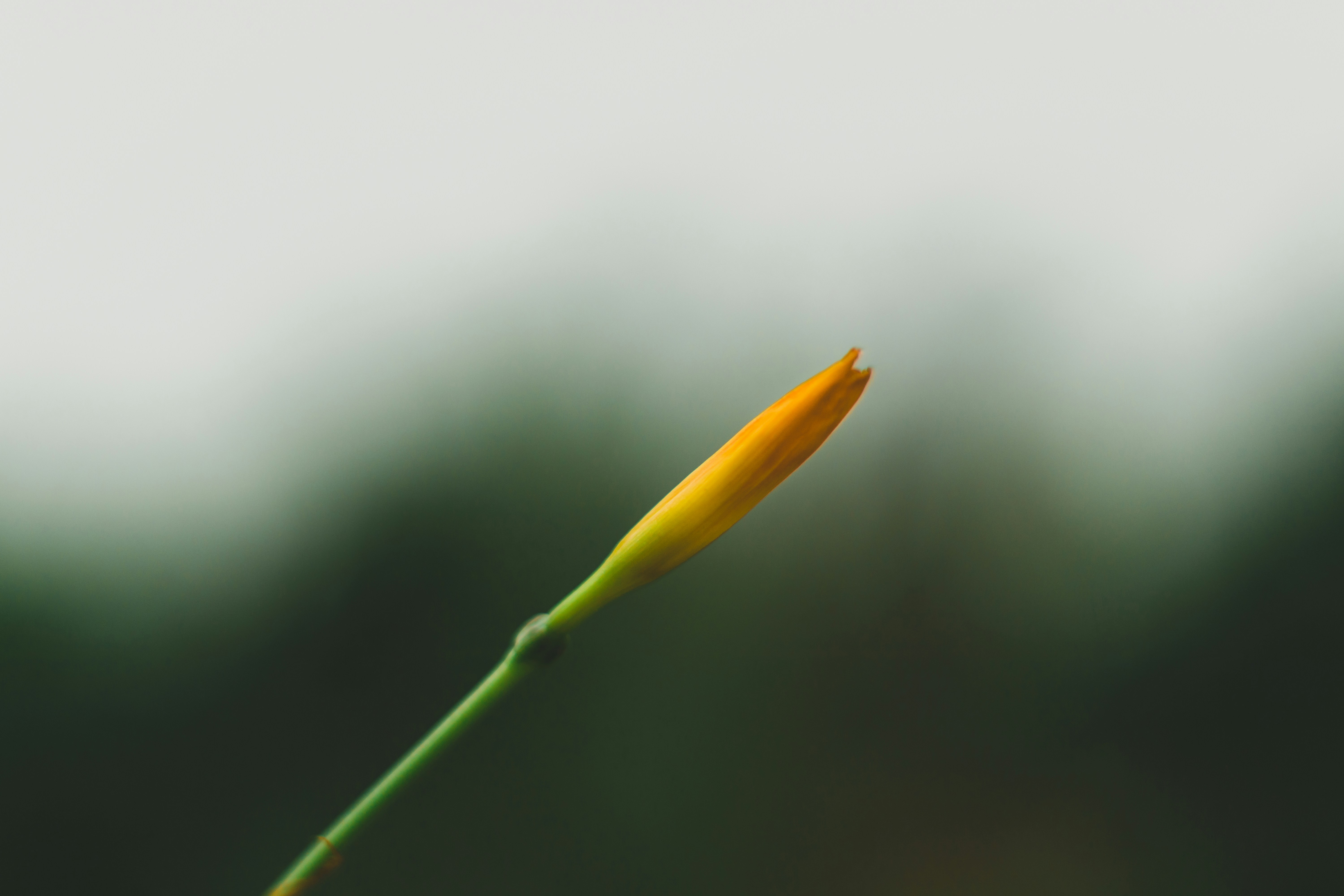 Photo by lazyartistgallery