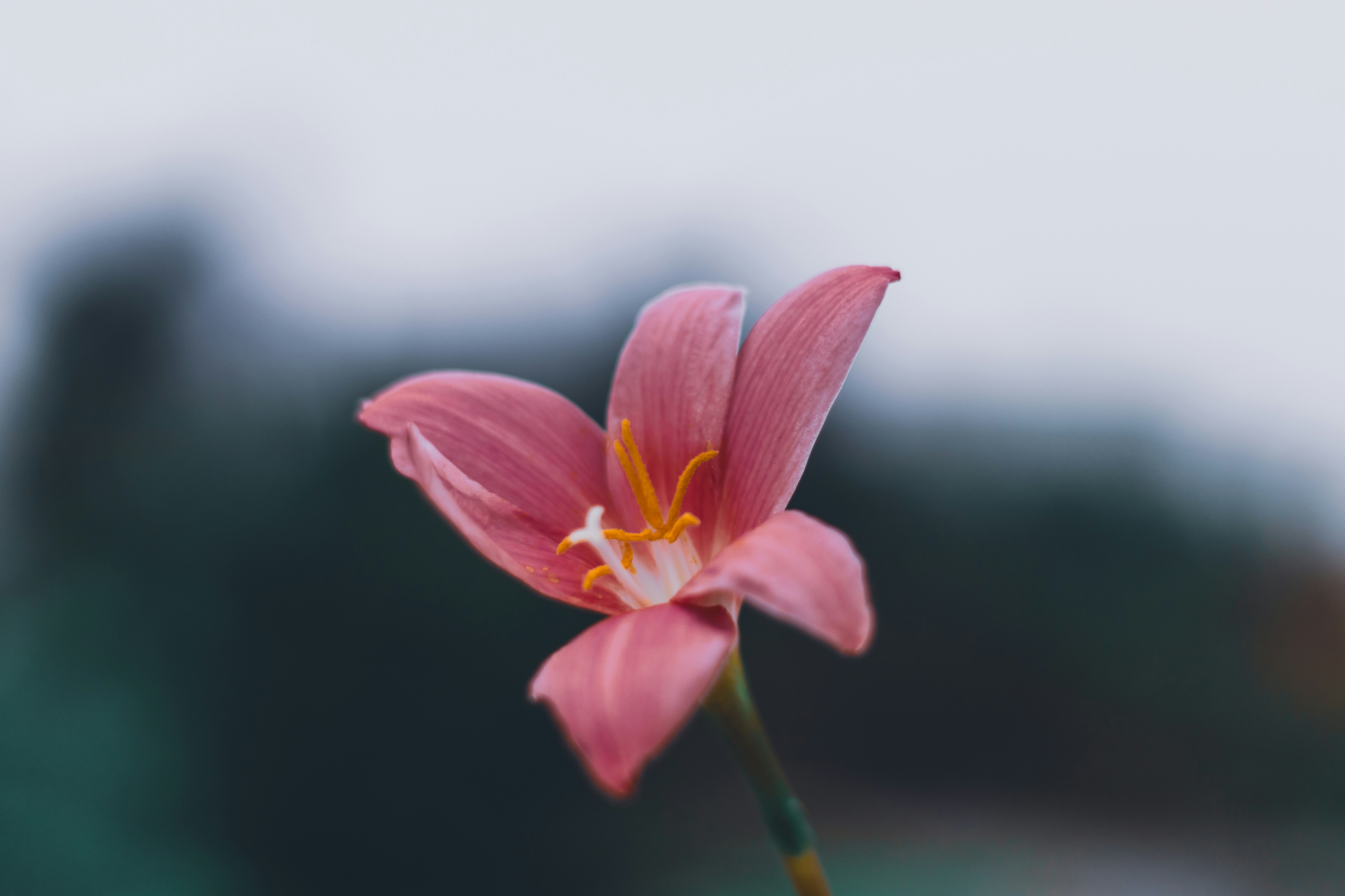 Photo by lazyartistgallery