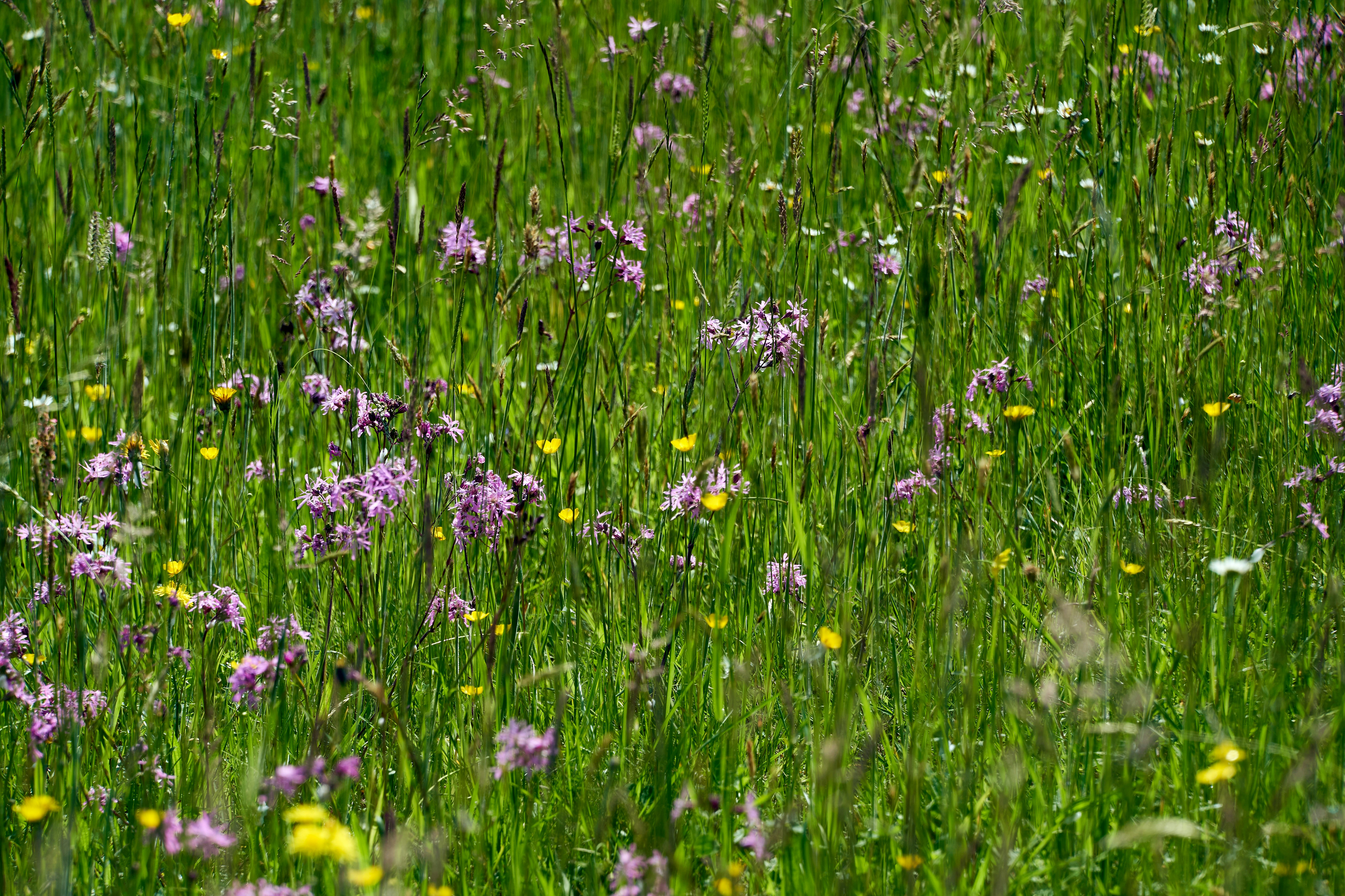 Photo by wolfgang_hasselmann