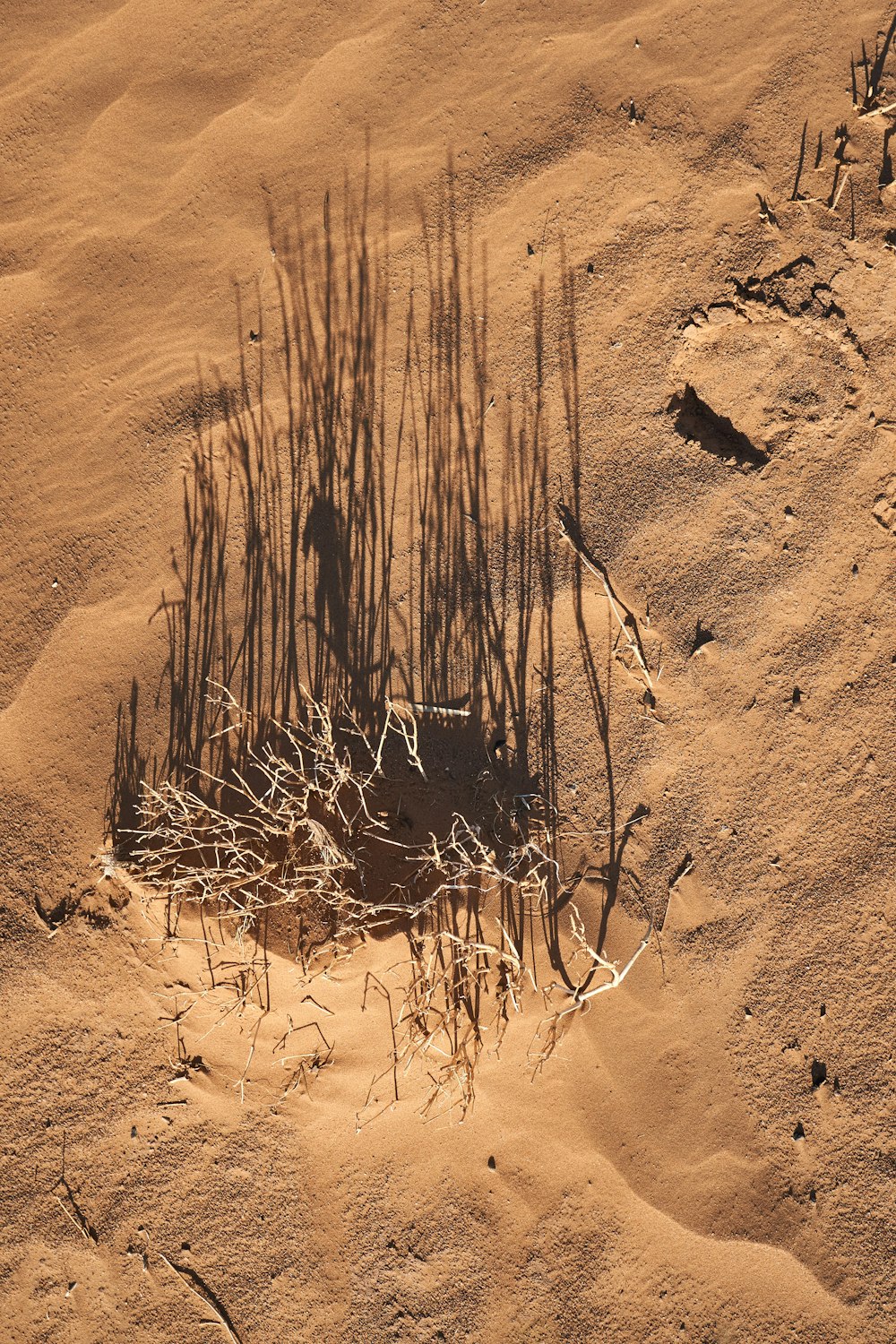 brown leafless tree on brown sand