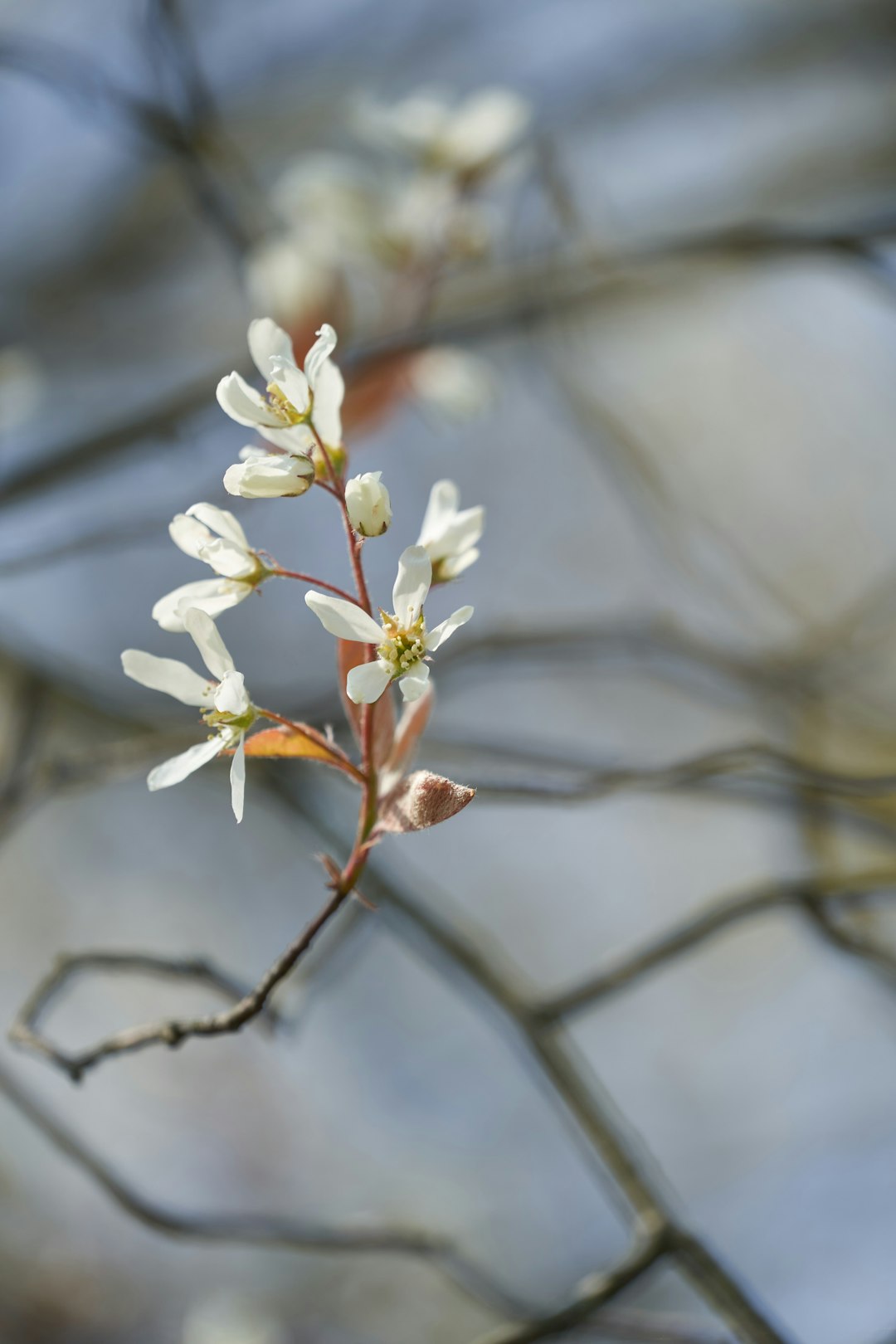 white cherry blossom in close up photography