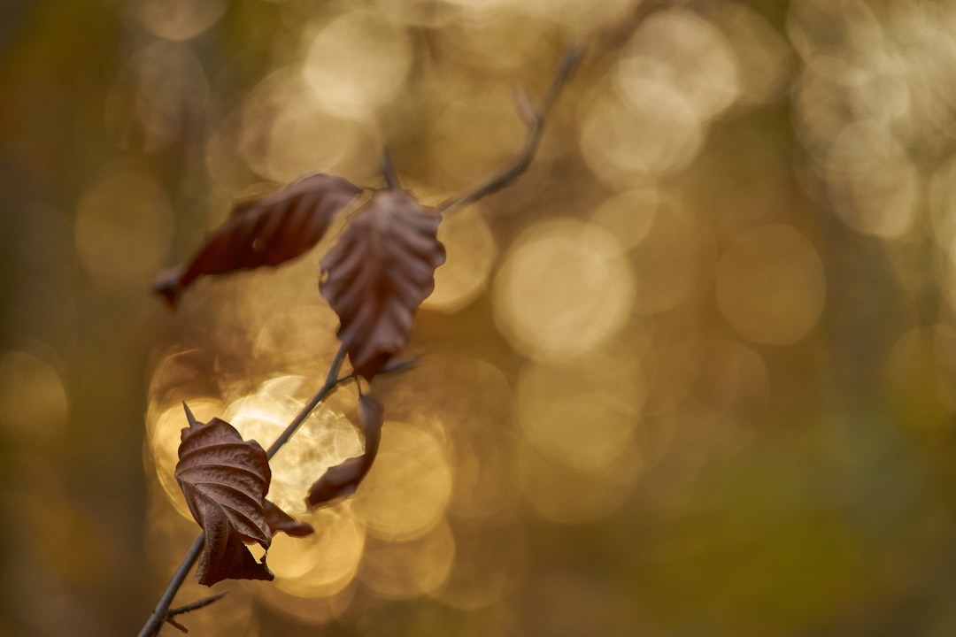 brown flower in tilt shift lens