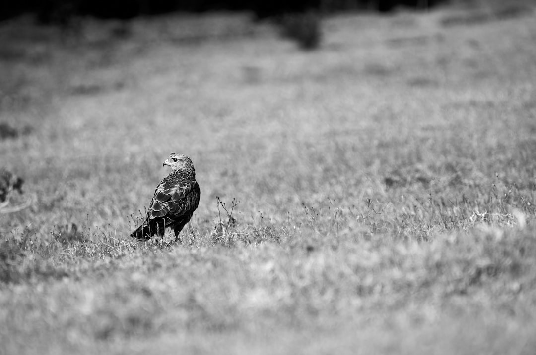 grayscale photography of bird on grass field
