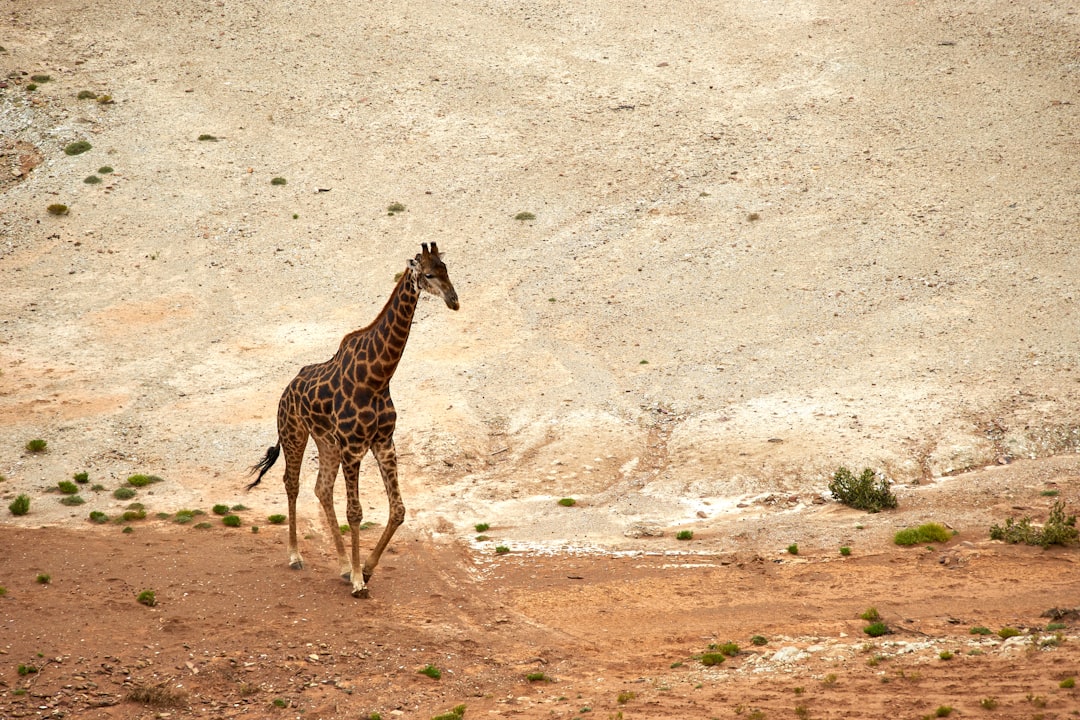 giraffe standing on brown sand during daytime