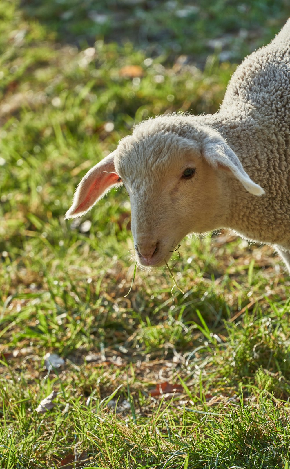 white sheep on green grass during daytime