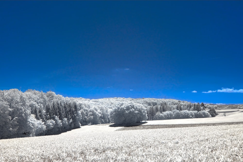 snow covered trees under blue sky during daytime