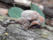 A close-up of a cluster of brown and gray fungi growing on a piece of bark. The fungi have a velvety texture and are shaped like small cups or ears. The bark is rough and has small holes, with a green leaf in the background.