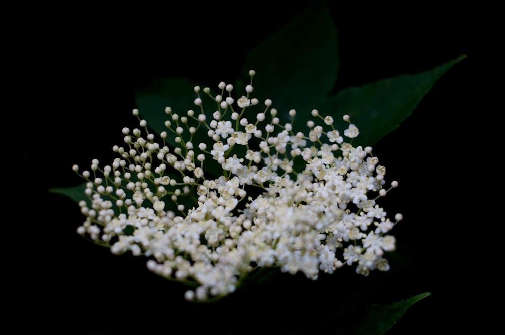 white flowers with green leaves