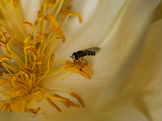 black and yellow fly perched on yellow flower