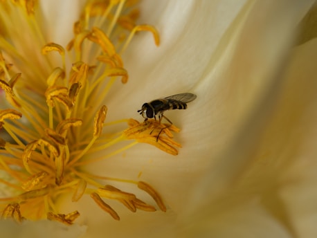 black and yellow fly perched on yellow flower