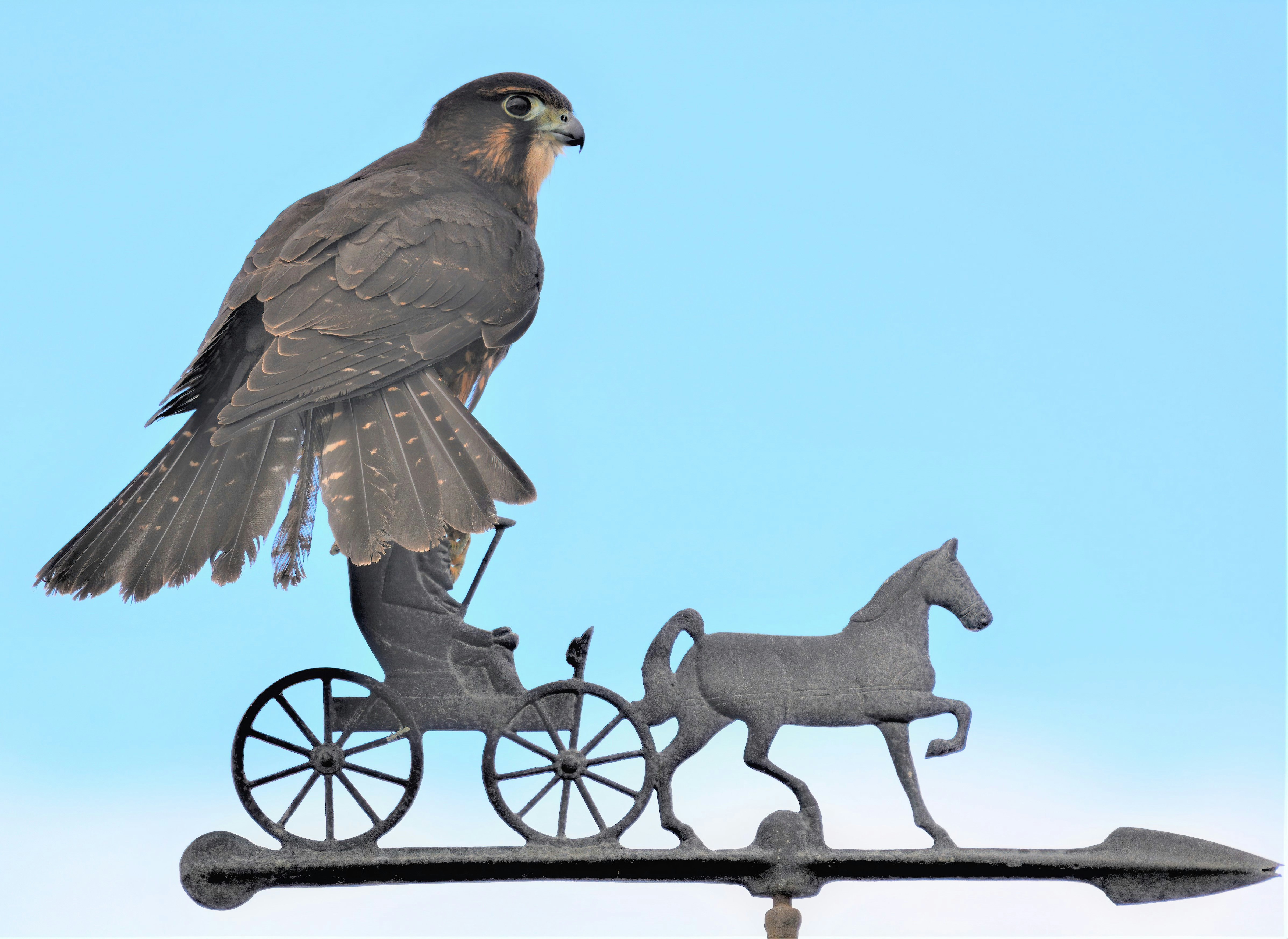 pájaro gris en valla de metal negro