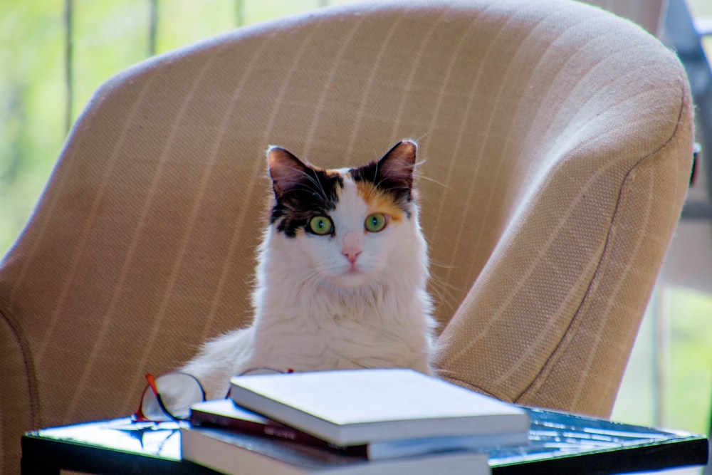 black and white cat on gray chair