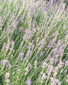 A lush field of lavender plants with long green stems and delicate purple flowers stretches across the scene. The flowers are densely packed, creating a sense of abundance and natural beauty. The light creates a soft, airy atmosphere, gently highlighting the lavender hues.