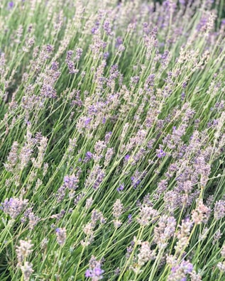 A lush field of lavender plants with long green stems and delicate purple flowers stretches across the scene. The flowers are densely packed, creating a sense of abundance and natural beauty. The light creates a soft, airy atmosphere, gently highlighting the lavender hues.