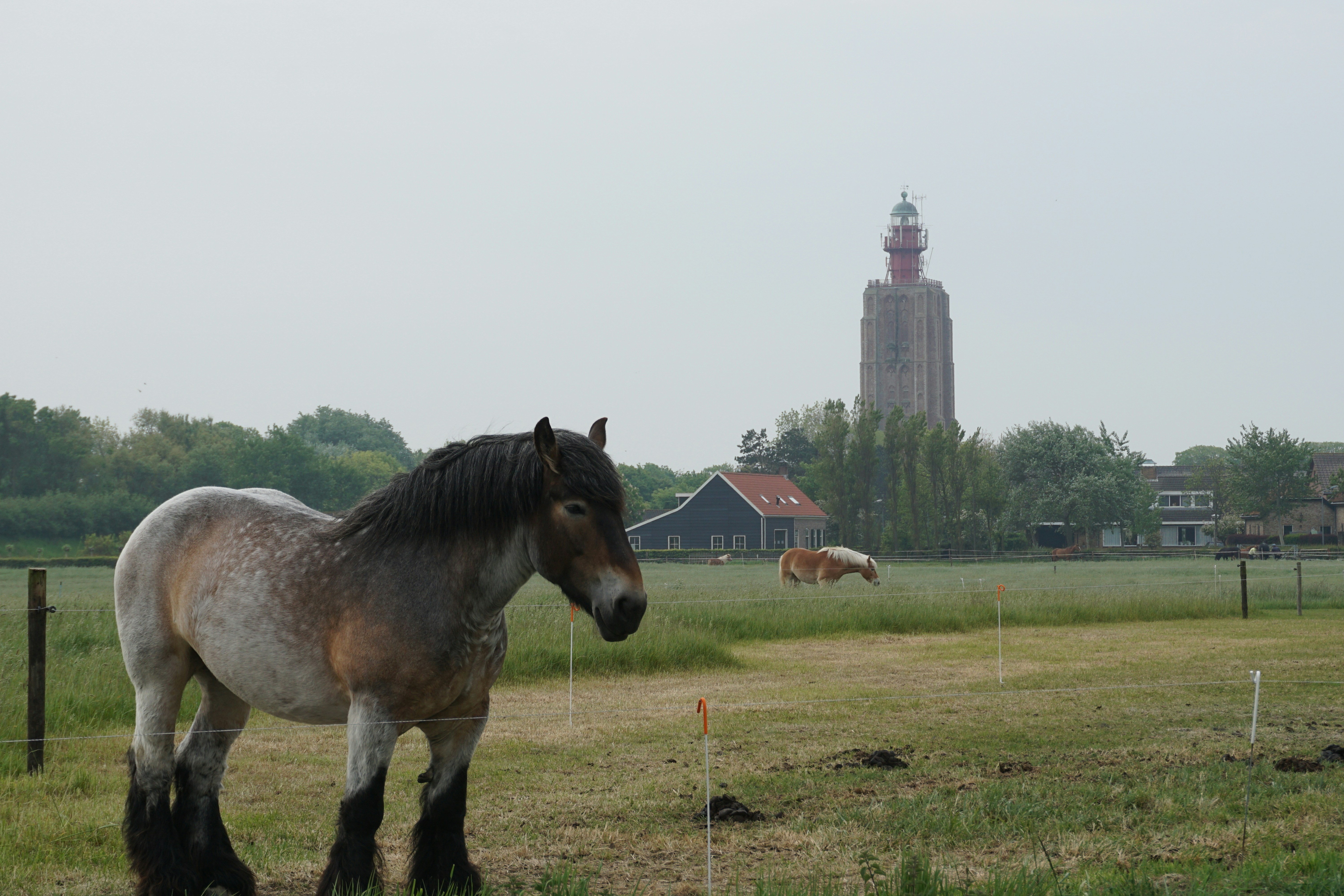 De Drie Paardjes