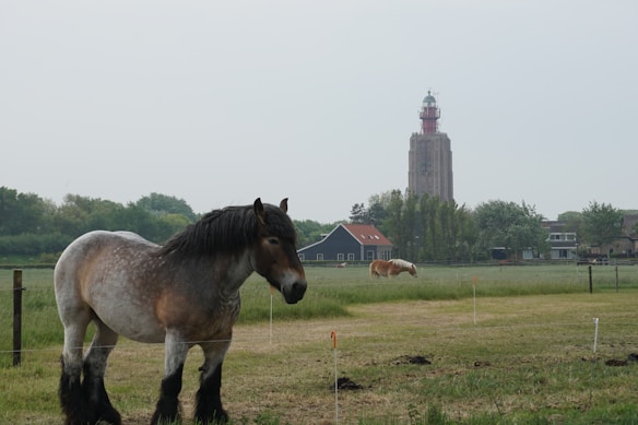A large horse stands in the foreground of a grassy field, calmly looking towards the camera. Behind it, another horse grazes further in the distance. A tall, historic tower is visible in the middle ground, surrounded by lush greenery and a few residential buildings.