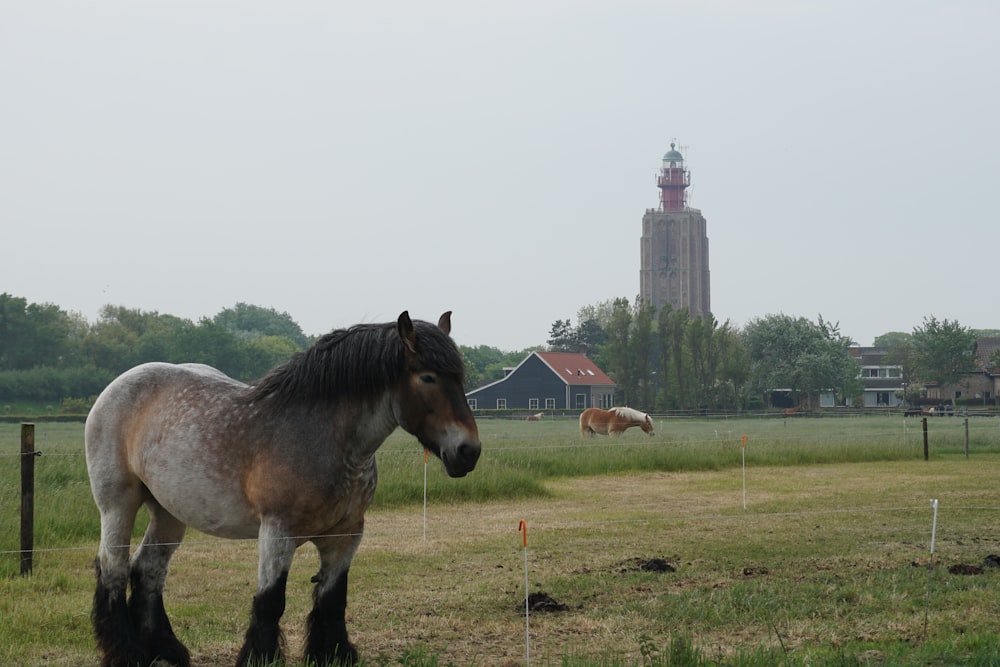 brown and white horse on green grass field during daytime