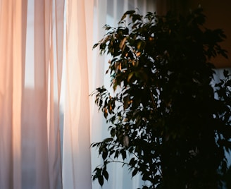 green plant near white window curtain