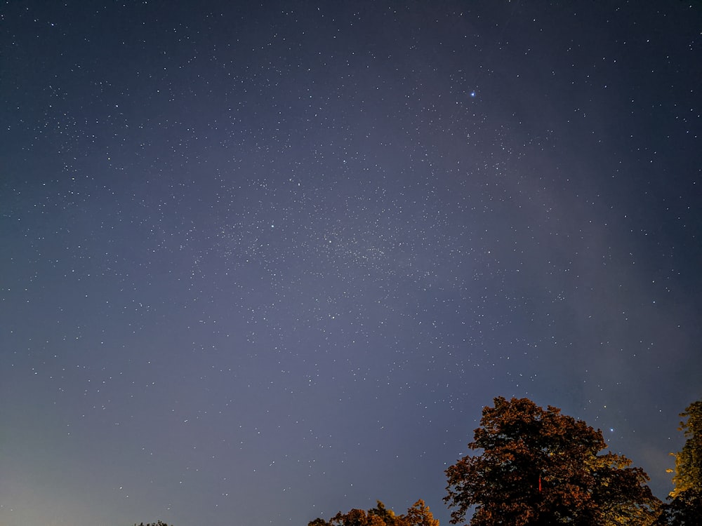 green trees under blue sky during night time