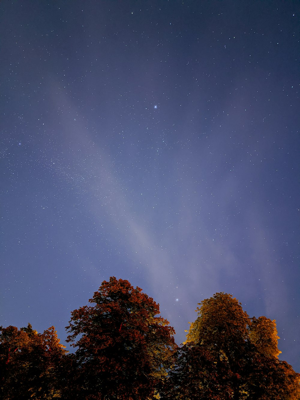 brown trees under blue sky during night time