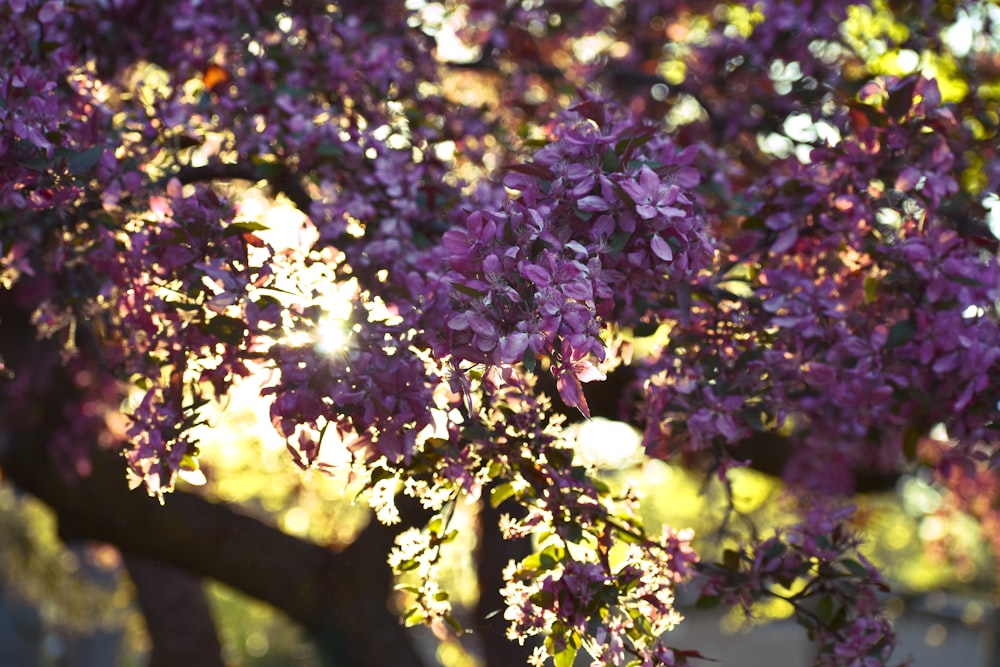 fleurs violettes dans une lentille à bascule