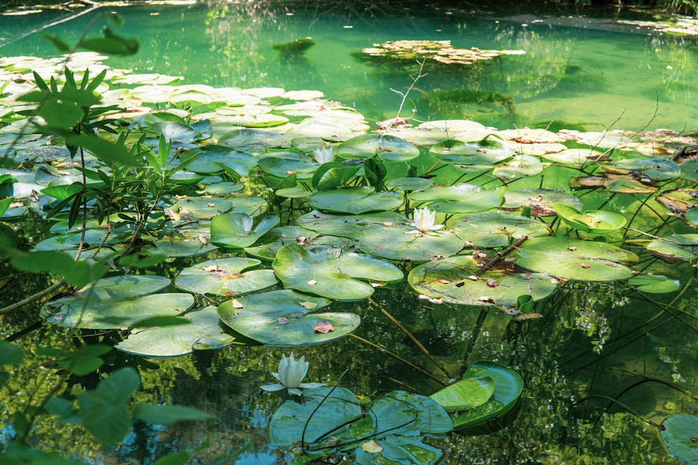 green water lilies on water