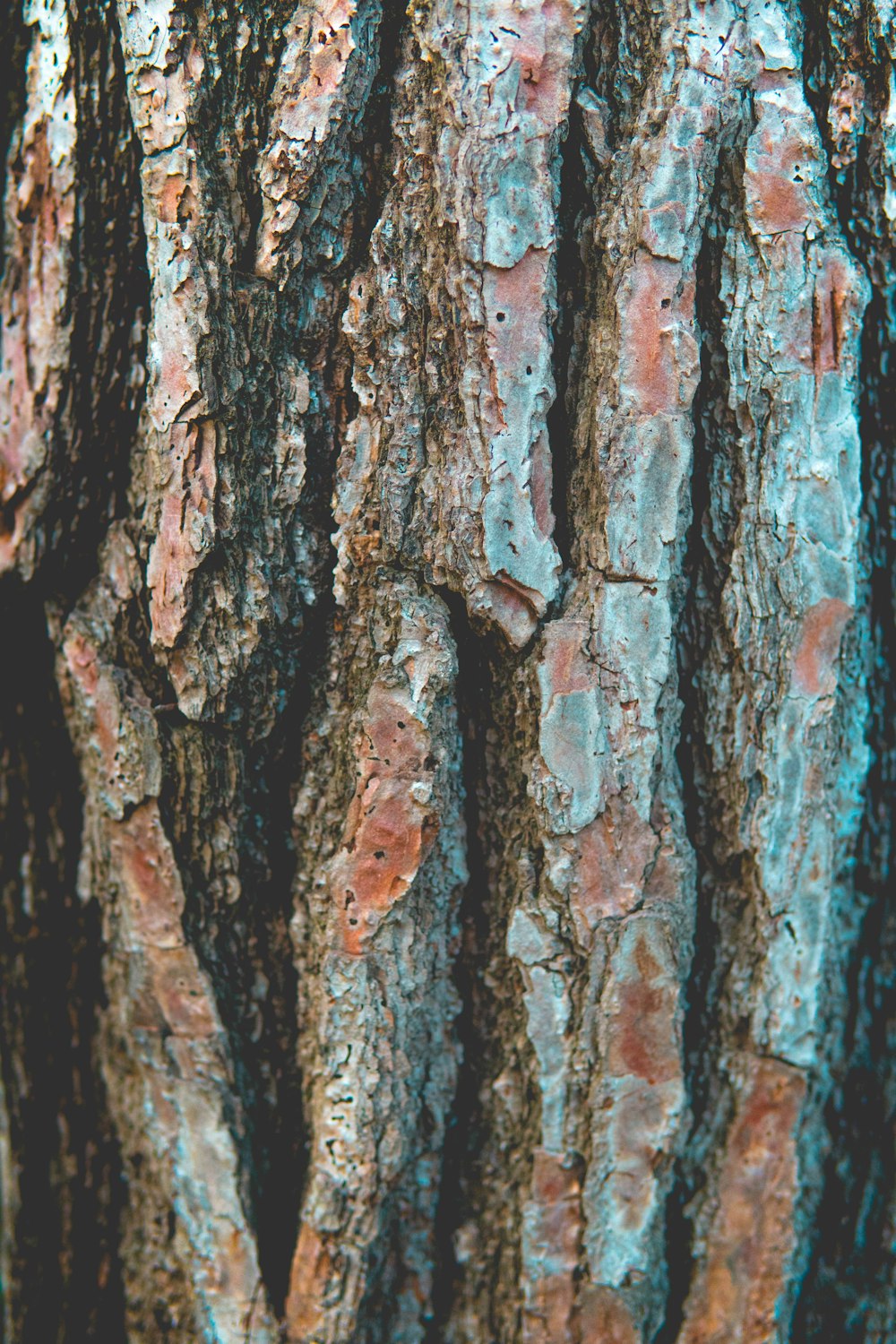 brown and black tree trunk