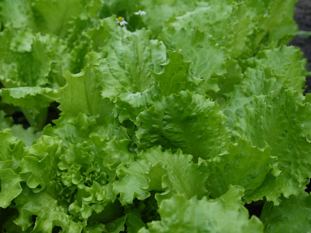 green leaves in macro lens