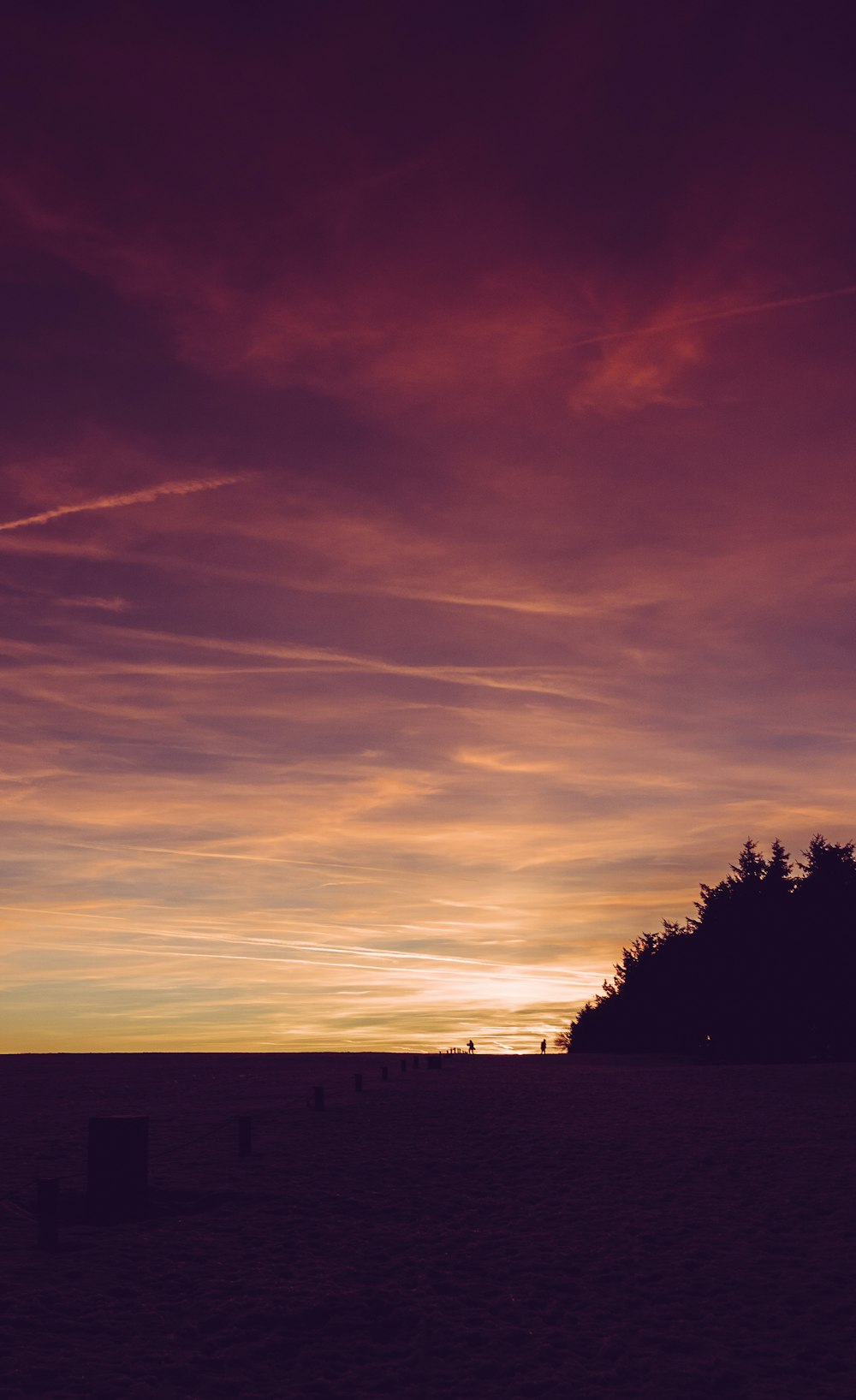 silhouette of trees during sunset