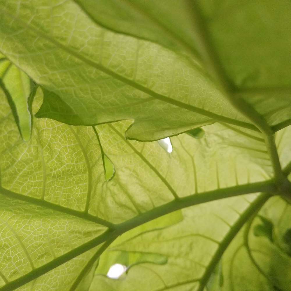 green leaf in close up photography